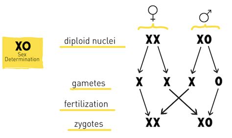 who have a perfect pair of sex chromosomes|Sex Chromosomes and Sex Determination .